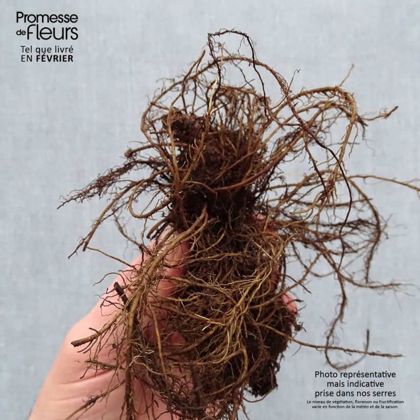 Astilbe chinensis Mighty Chocolate Cherry - Chinese Astilbe Bare root sample as delivered in winter