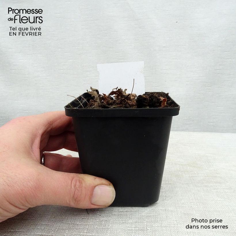 Astilbe chinensis Pumila 8/9 cm pot sample as delivered in winter