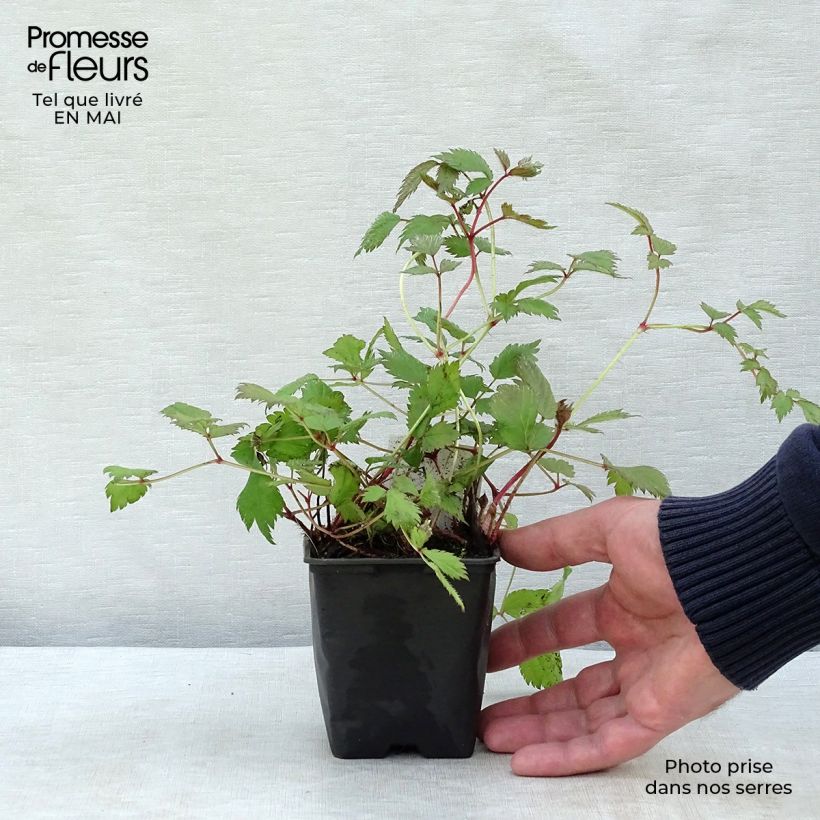 Astilbe chinensis Pumila 8/9 cm pot sample as delivered in spring