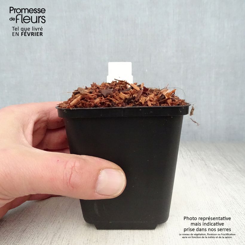 Astilbe chinensis 'Veronica Klose' 8/9 cm pot sample as delivered in winter