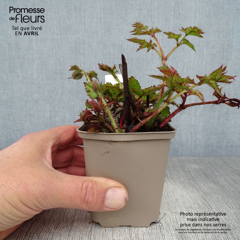 Astilbe chinensis Visions - Chinese Astilbe 8/9 cm pot sample as delivered in spring