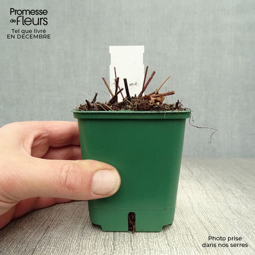 Astilbe chinensis var. taquetii 'Superba' 8/9 cm pot sample as delivered in winter