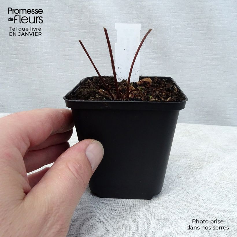 Astilbe chinensis var. taquetii Purpurlanze - Chinese Astilbe 8/9 cm pot sample as delivered in winter