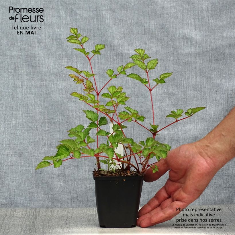 Astilbe chinensis var. taquetii Purpurlanze - Chinese Astilbe 8/9 cm pot sample as delivered in spring