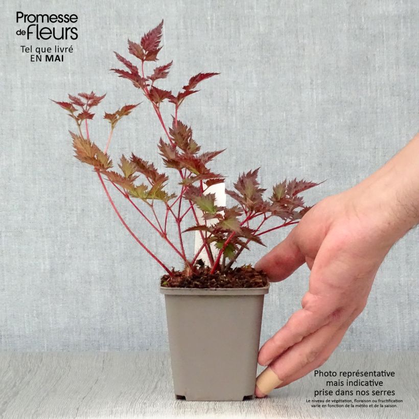 Astilbe Delft Lace - Japanese Astilbe 8/9 cm pot sample as delivered in spring