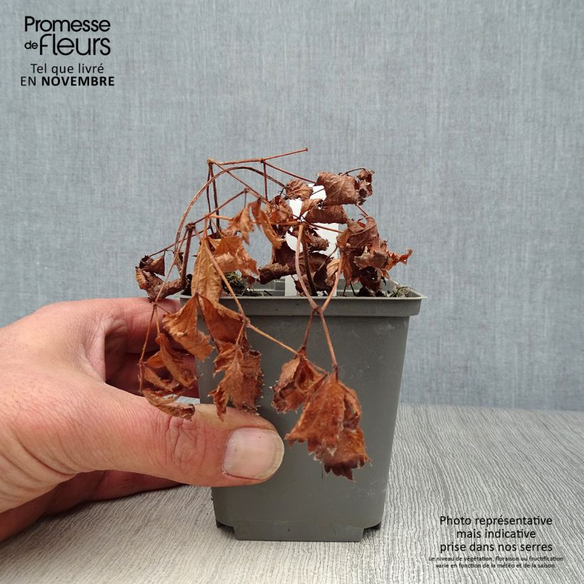 Astilbe Deutschland 8/9 cm pot sample as delivered in autumn