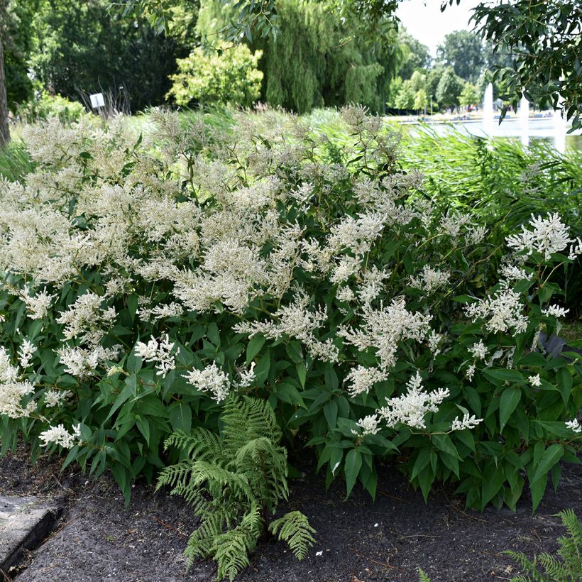 Astilbe Deutschland (Plant habit)