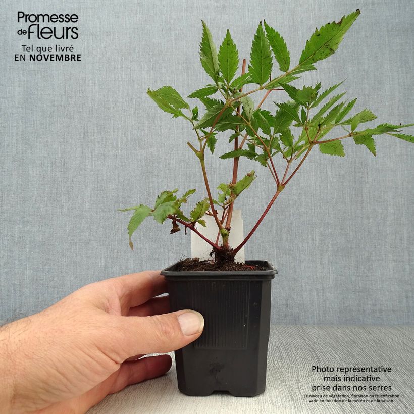 Astilbe Montgomery 8/9 cm pot sample as delivered in autumn