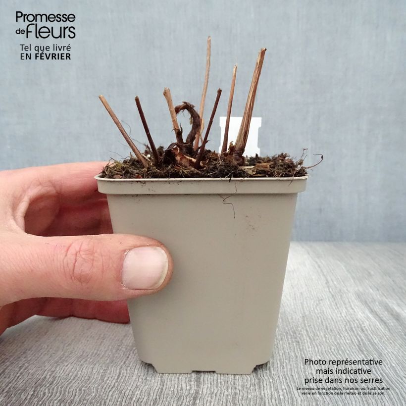 Astilbe japonica 'Peach Blossom' 8/9 cm pot sample as delivered in winter