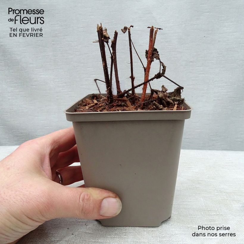 Astilbe japonica 'Red Sentinel' 8/9 cm pot sample as delivered in winter