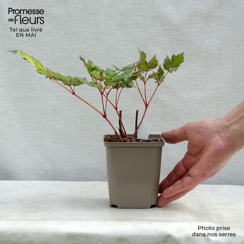 Astilbe japonica 'Red Sentinel' 8/9 cm pot sample as delivered in spring