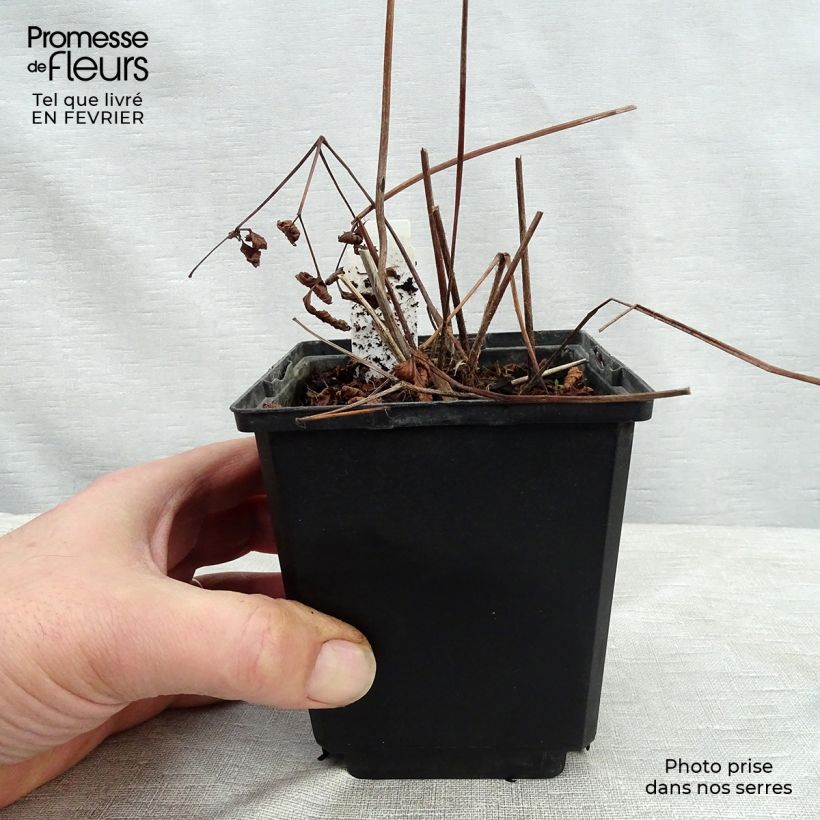 Astilbe japonica 'Vesuvius' 8/9 cm pot sample as delivered in winter