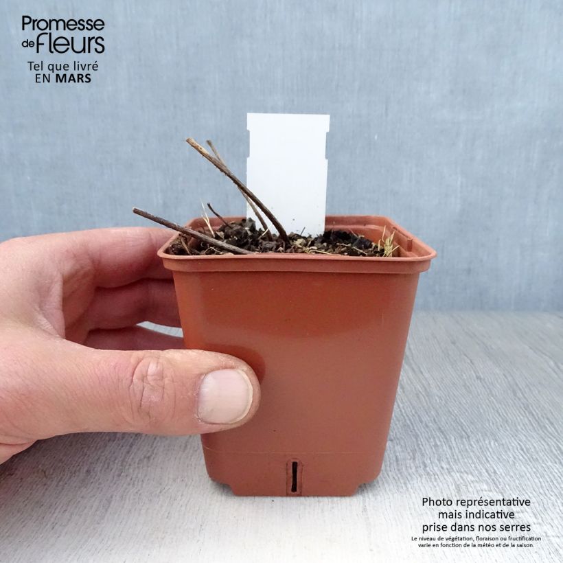 Astilbe Pink Lightning -  - False Spirea 8/9 cm pot sample as delivered in spring