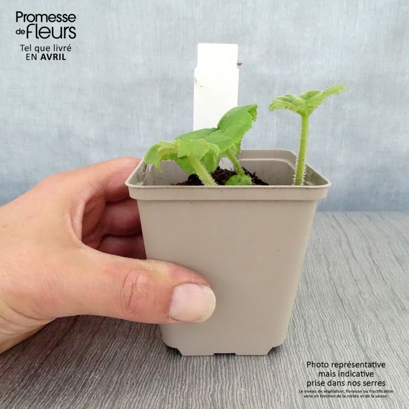 Astilboides tabularis  8/9 cm pot sample as delivered in spring