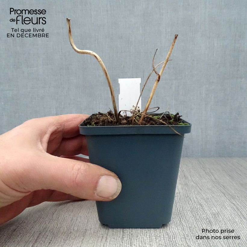 Astrantia major Star of Billion - Masterwort 8/9 cm pot sample as delivered in winter