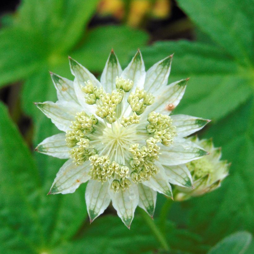 Astrantia major 'Alba'  (Flowering)