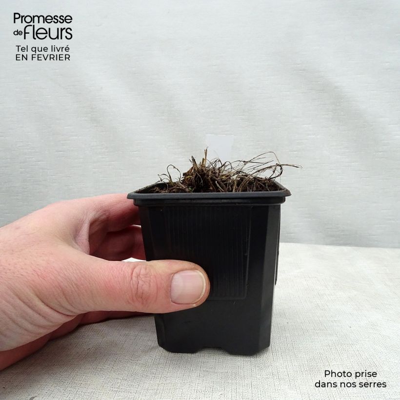 Astrantia major 'Alba'  8/9 cm pot sample as delivered in winter