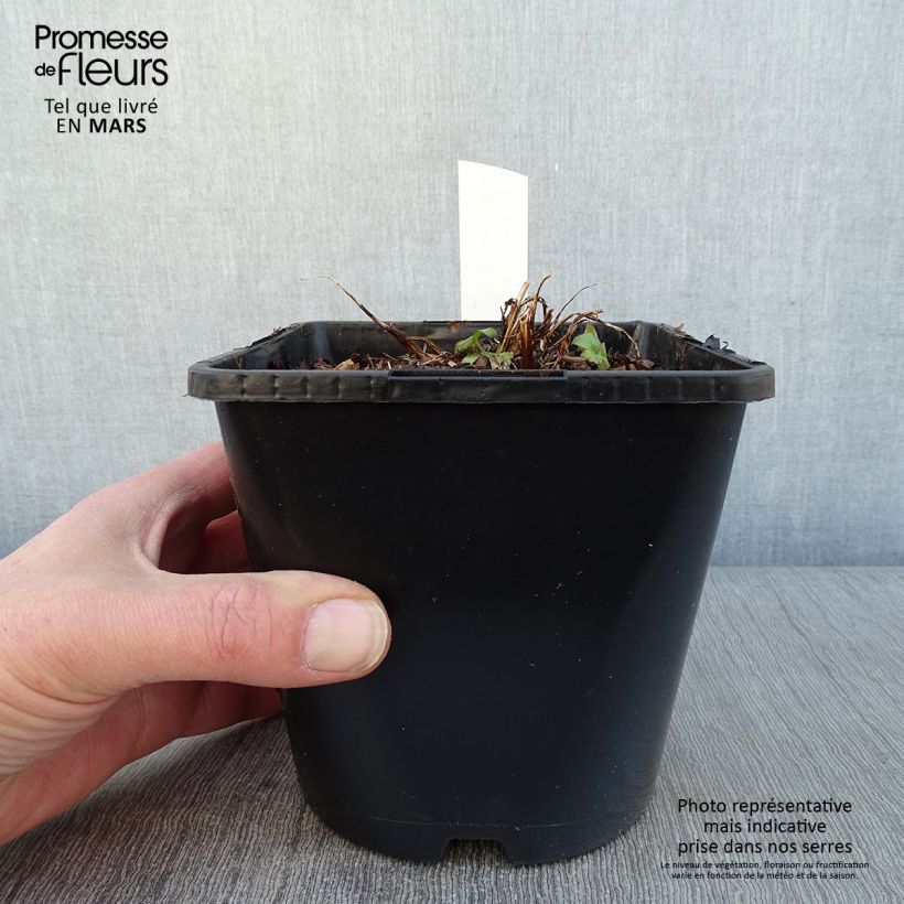 Astrantia major Buckland - Great Masterwort 2L/3L pot sample as delivered in winter