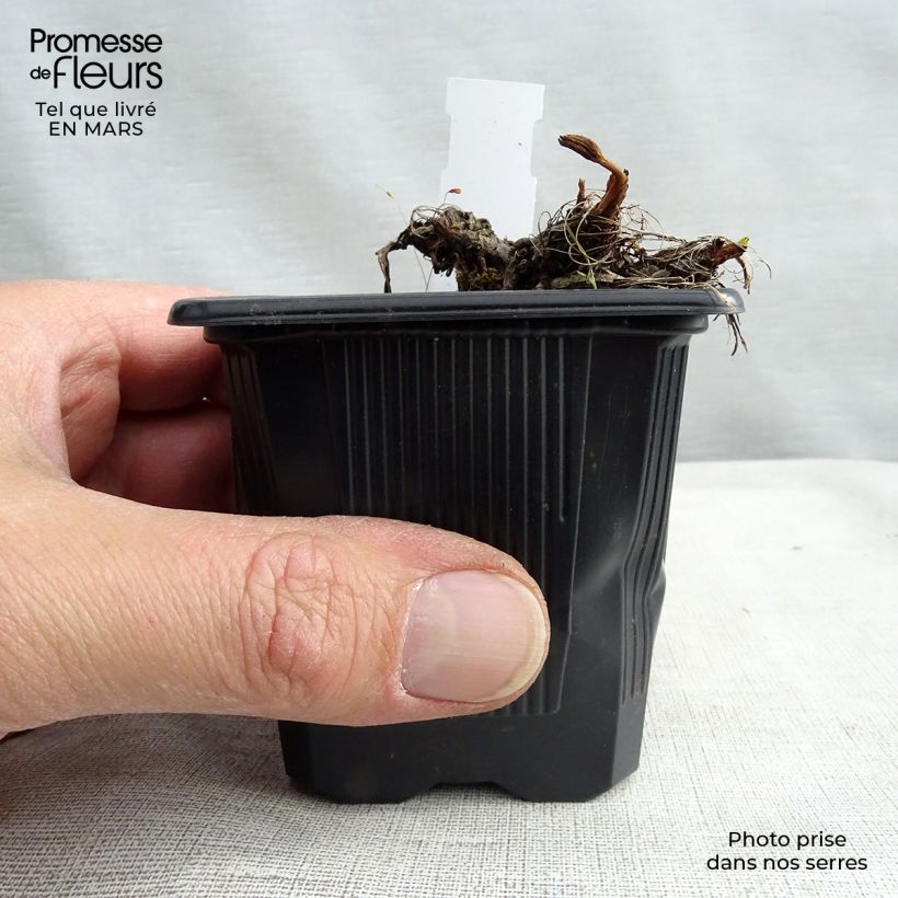 Astrantia major Claret - Great Masterwort 8/9 cm pot sample as delivered in spring