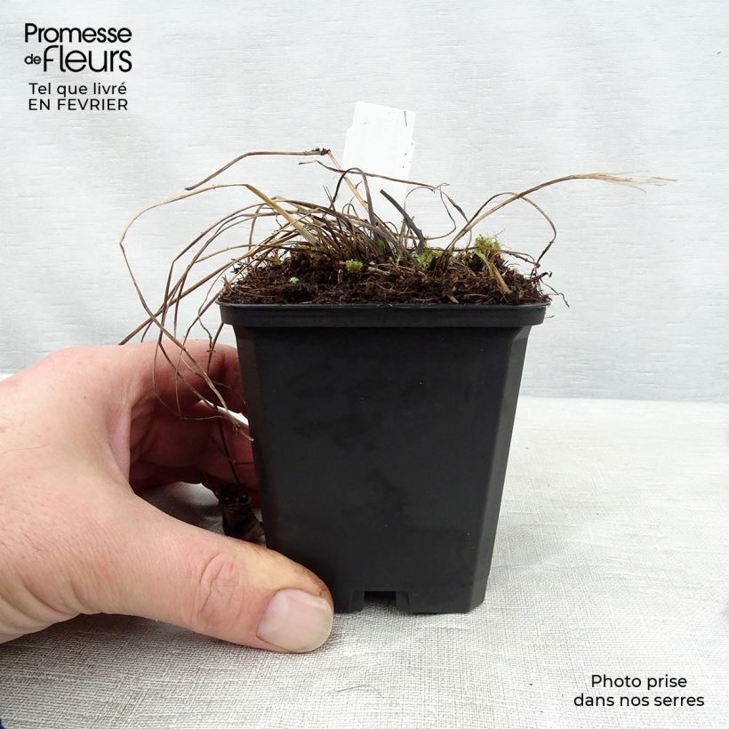 Astrantia major Florence - Great Masterwort 8/9 cm pot sample as delivered in winter