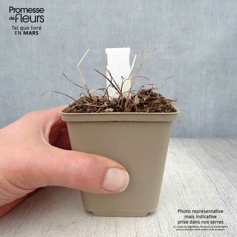 Astrantia major Florence - Great Masterwort 8/9 cm pot sample as delivered in spring