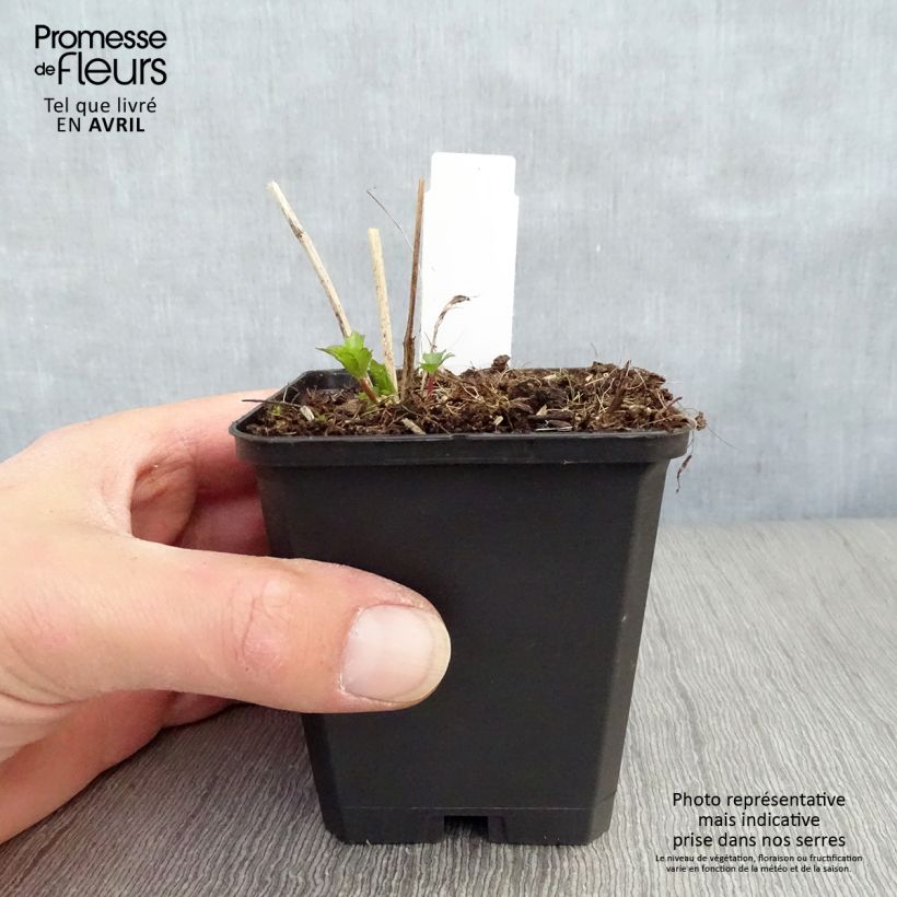 Astrantia Moulin Rouge 8/9 cm pot sample as delivered in spring