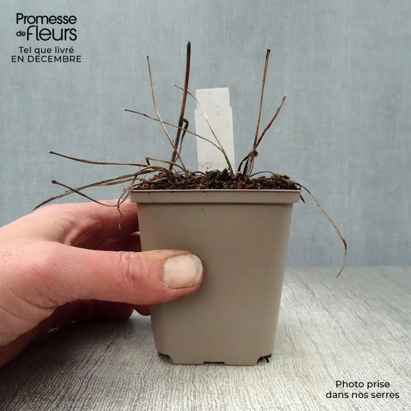 Astrantia major 'Pink Pride' 8/9 cm pot sample as delivered in winter