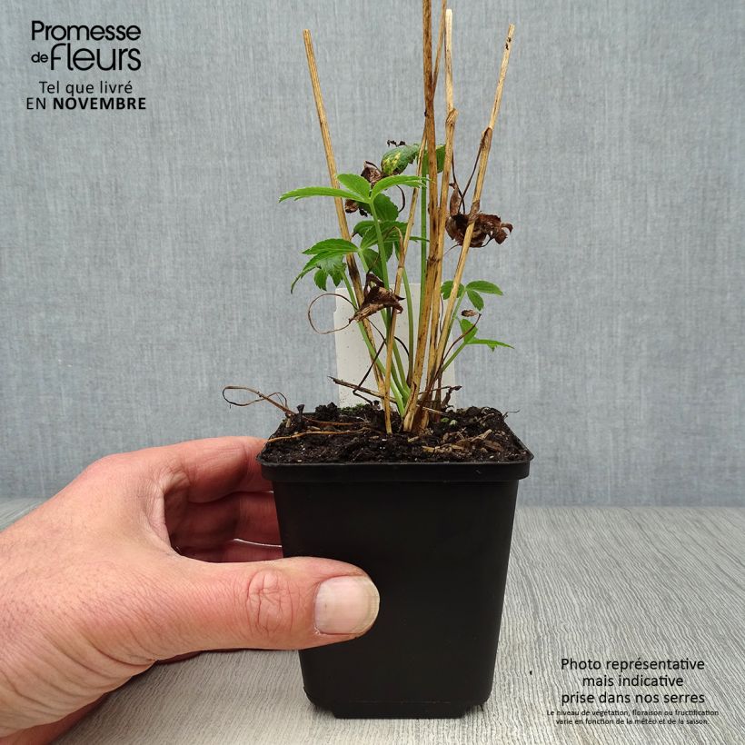 Astrantia major 'Roma' 8/9 cm pot sample as delivered in autumn