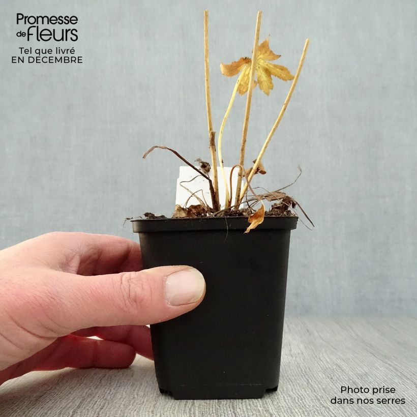 Astrantia major 'Roma' 8/9 cm pot sample as delivered in winter