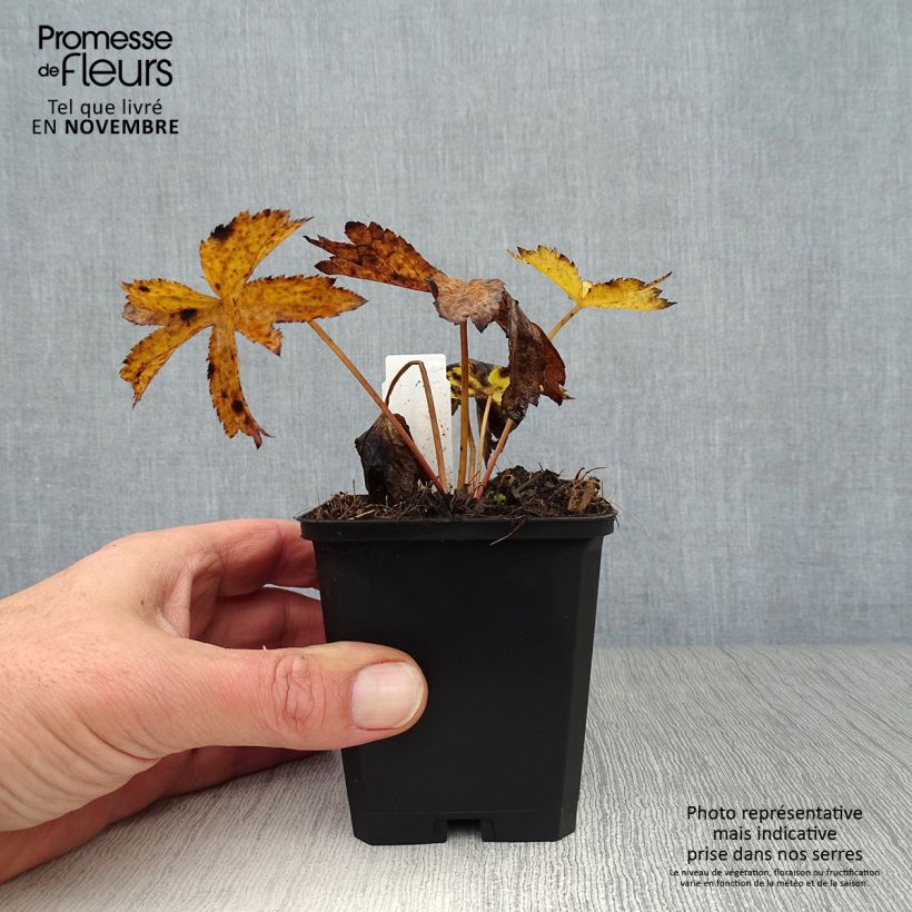 Astrantia major Rosensinfonie - Masterwort 8/9 cm pot sample as delivered in autumn