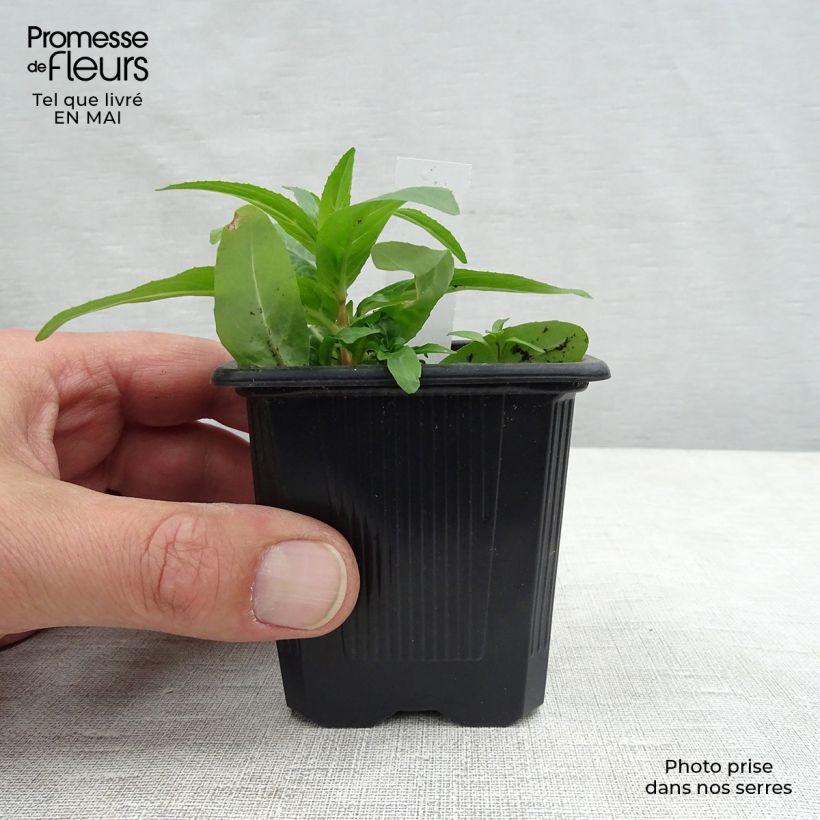 Astrantia major Rubra - Masterwort 8/9 cm pot sample as delivered in spring