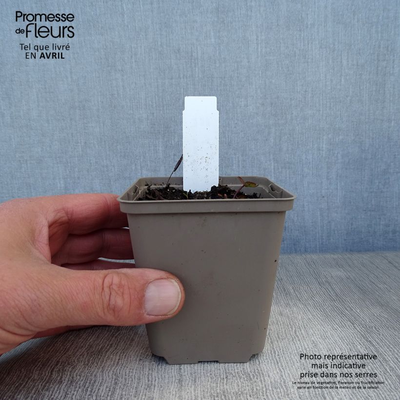 Astrantia major Ruby Cloud - Masterwort 8/9 cm pot sample as delivered in spring