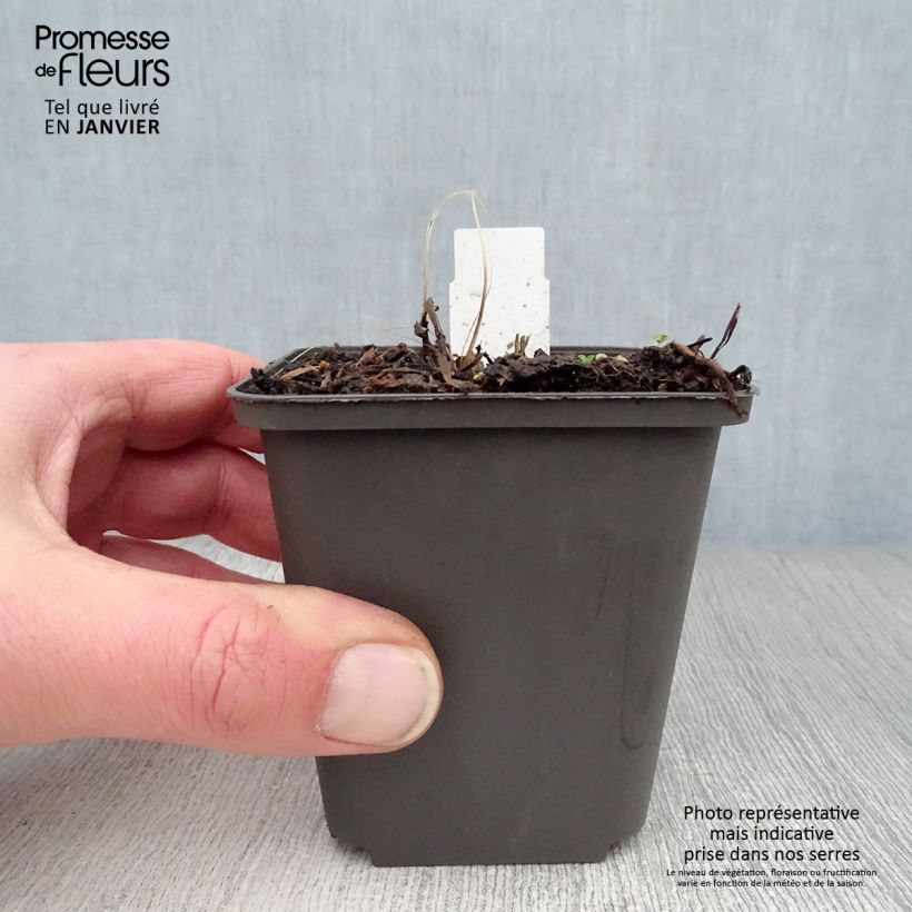 Astrantia major Ruby Wedding - Masterwort 8/9 cm pot sample as delivered in winter