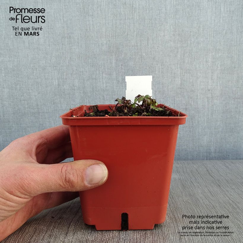 Astrantia major Ruby Wedding - Masterwort 1L/1.5L pot sample as delivered in winter