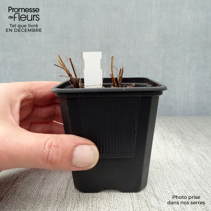 Astrantia major Shaggy - Masterwort 8/9 cm pot sample as delivered in winter