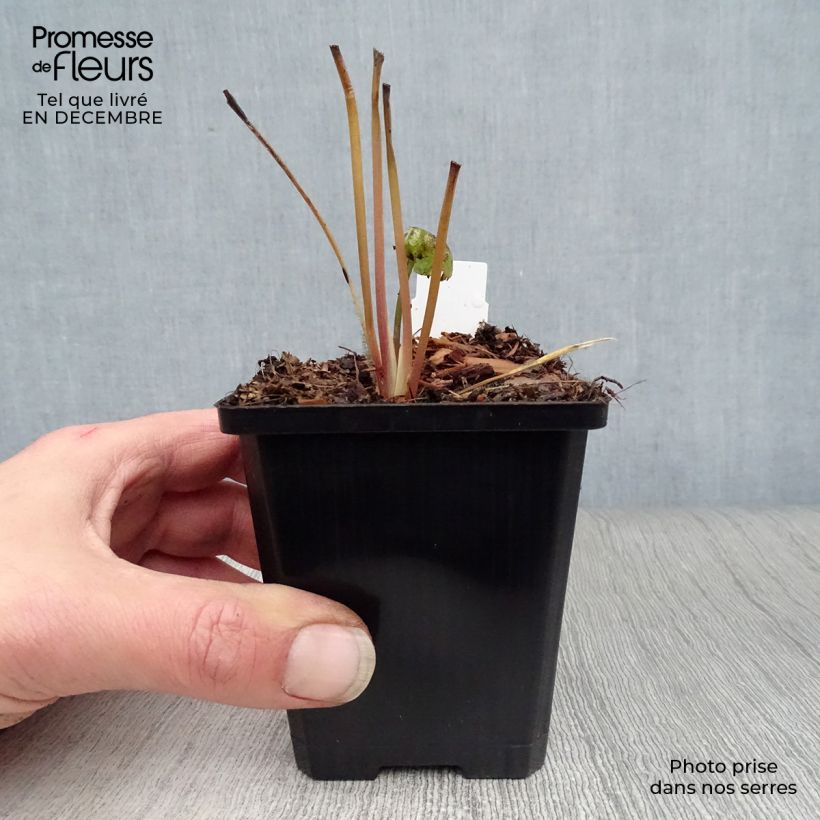 Astrantia major Star of Beauty - Masterwort 8/9 cm pot sample as delivered in winter