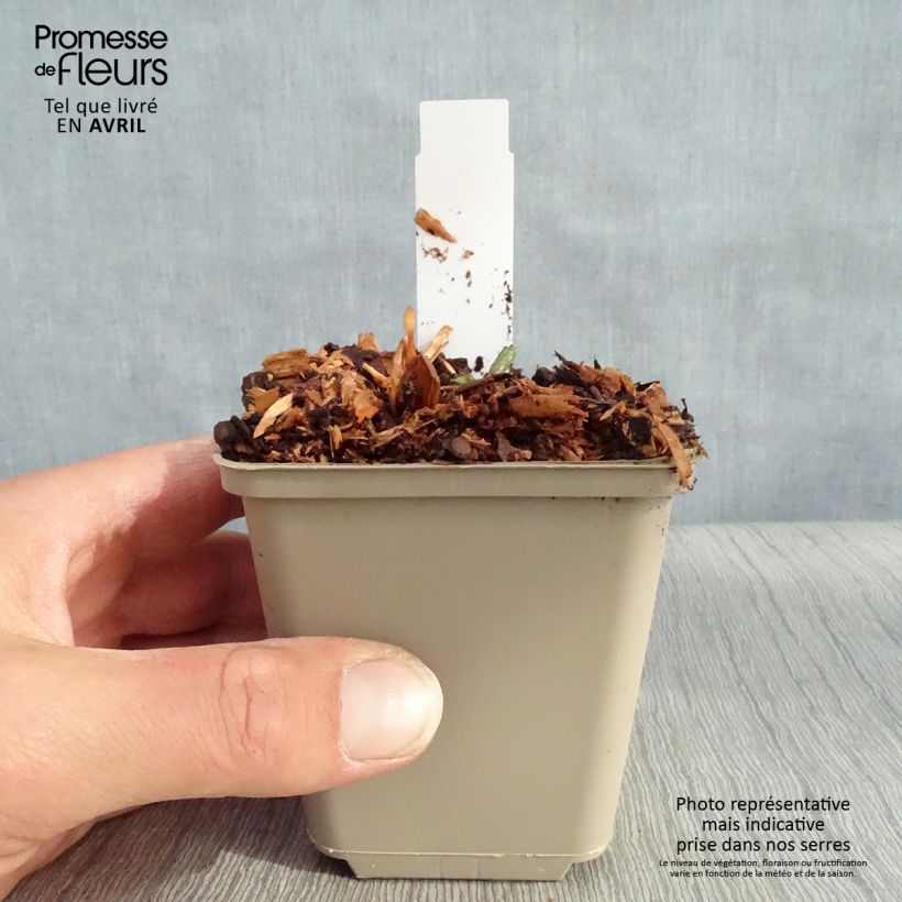 Astrantia major Star of Beauty - Masterwort 8/9 cm pot sample as delivered in spring