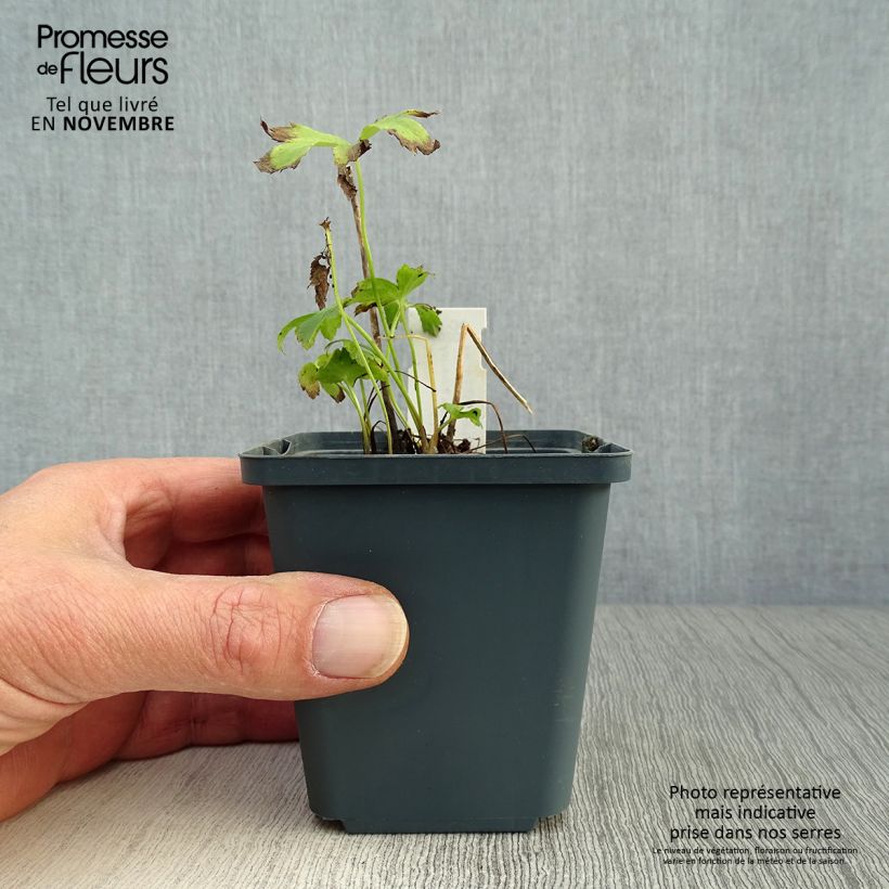 Astrantia major Star of Passion - Masterwort 8/9 cm pot sample as delivered in autumn