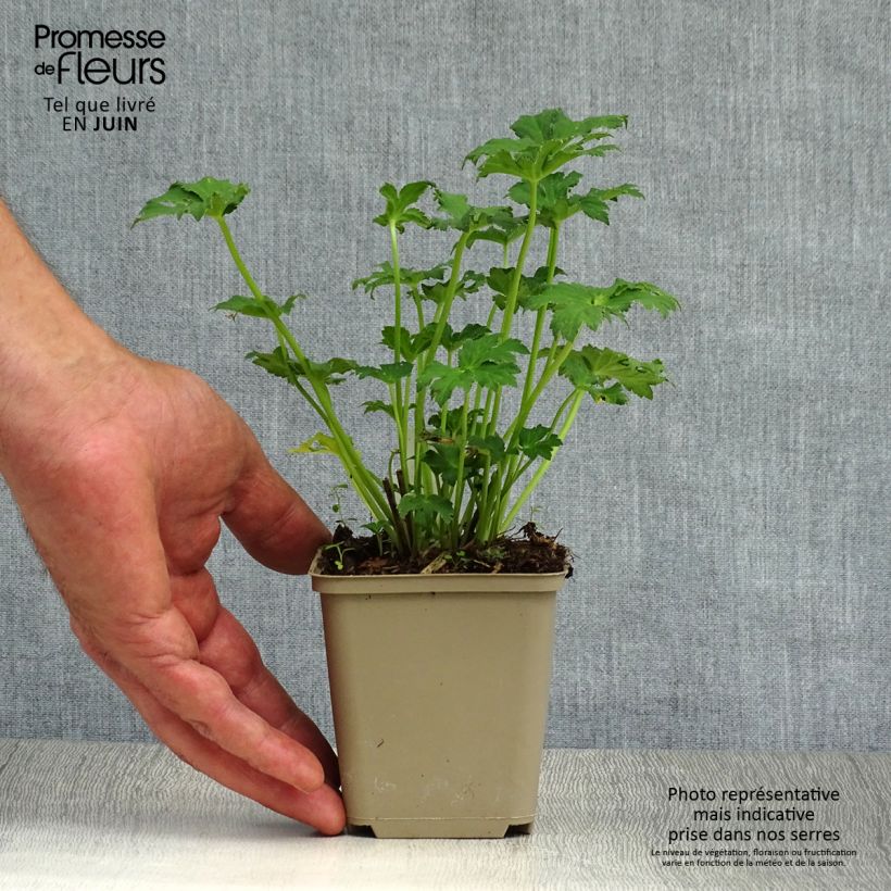 Astrantia major Star of Passion - Masterwort 8/9 cm pot sample as delivered in summer
