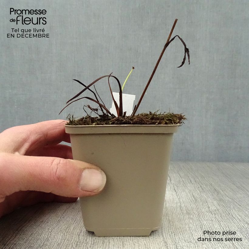 Astrantia major Star of Passion - Masterwort 8/9 cm pot sample as delivered in winter