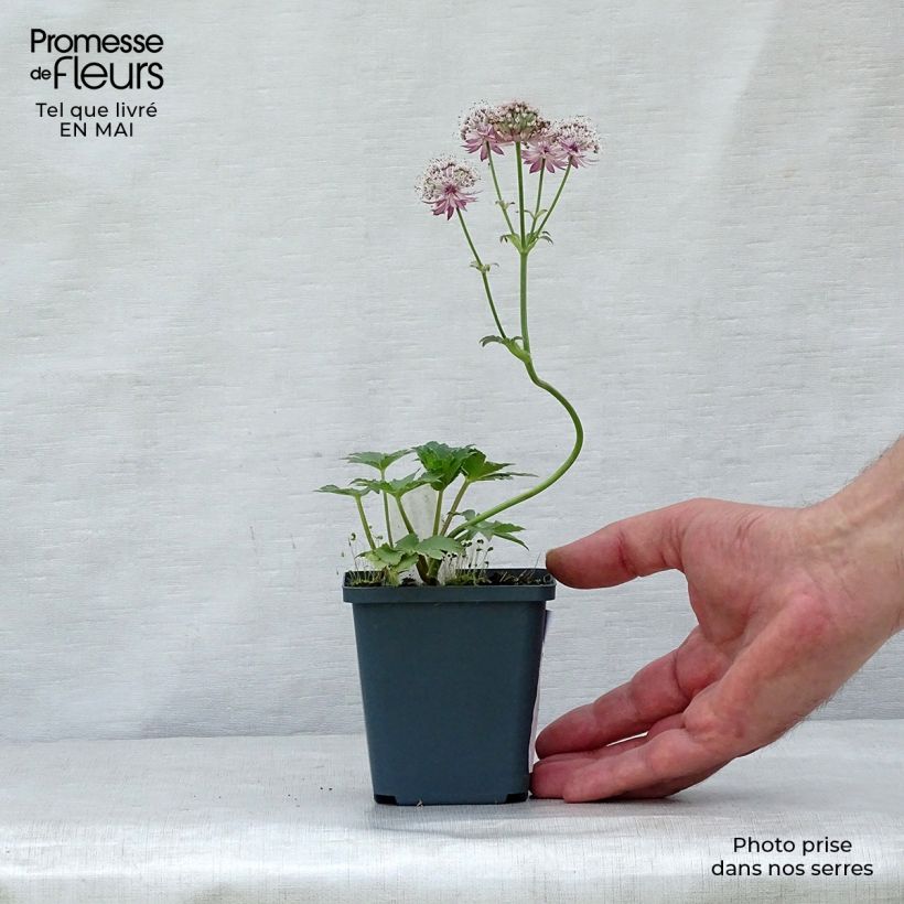 Astrantia major Star of Treasure - Masterwort 8/9 cm pot sample as delivered in spring