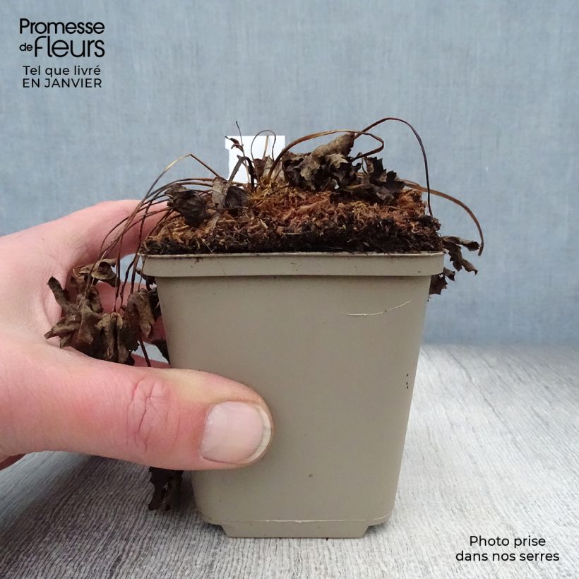 Astrantia major Super Star - Masterwort 8/9 cm pot sample as delivered in winter