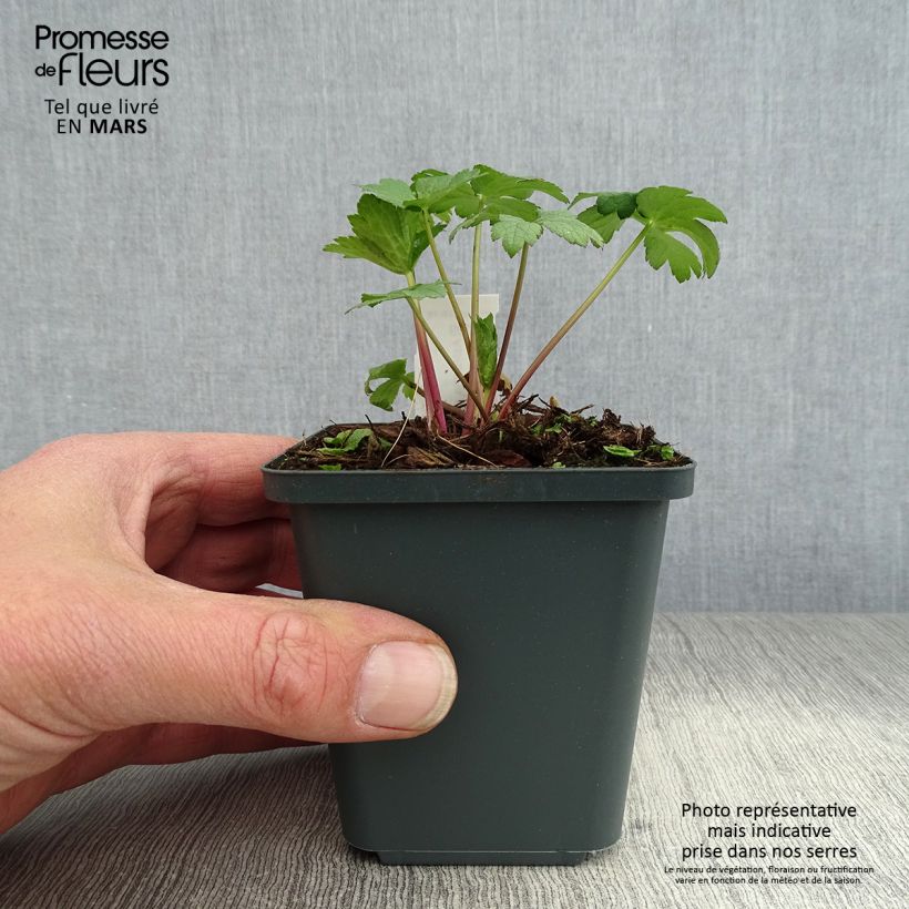 Astrantia major Super Star - Masterwort 8/9 cm pot sample as delivered in spring