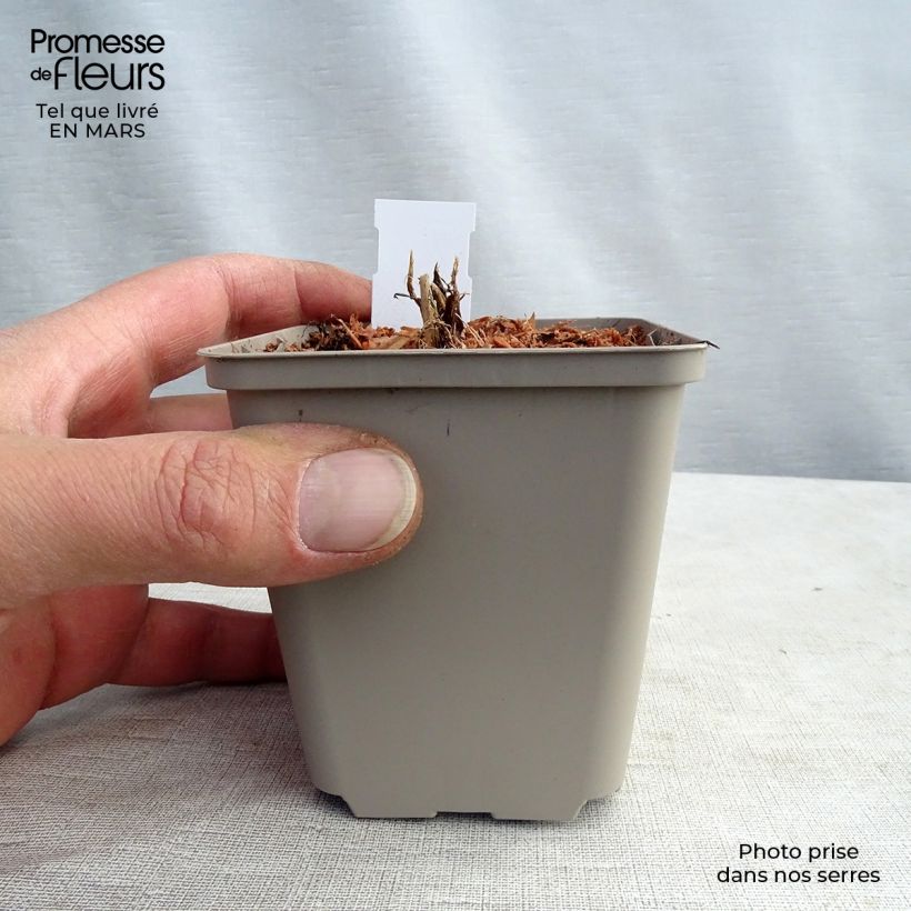 Astrantia major White Giant - Masterwort 8/9 cm pot sample as delivered in winter