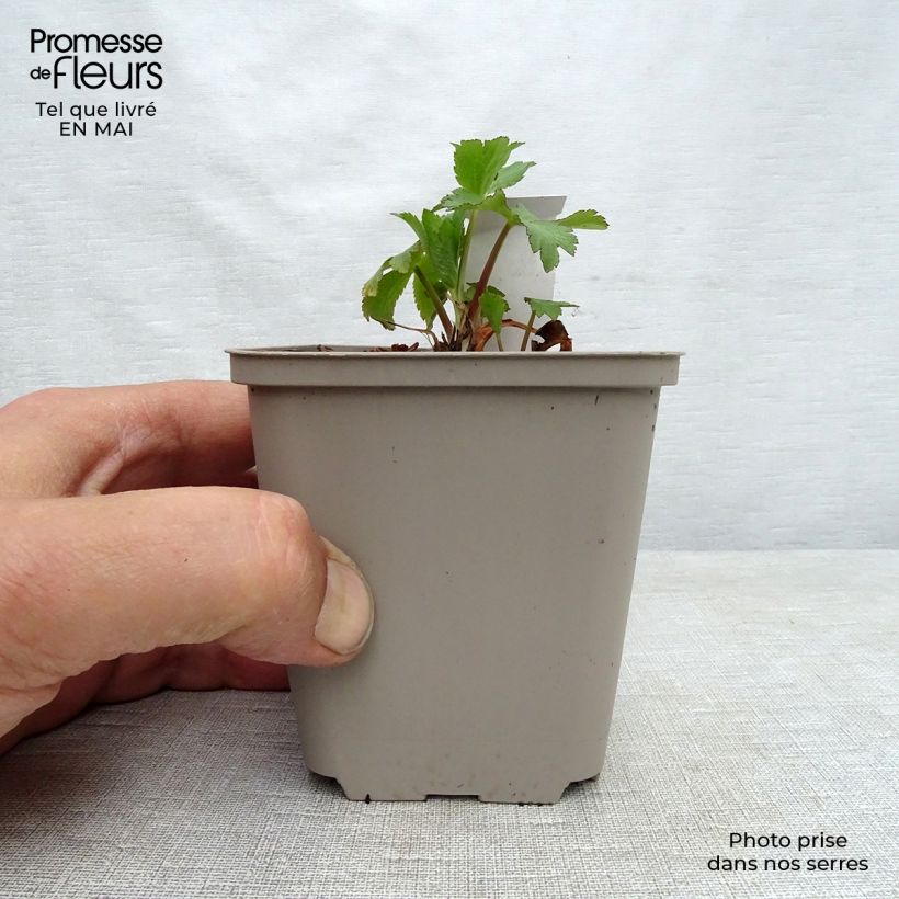 Astrantia maxima 8/9 cm pot sample as delivered in spring