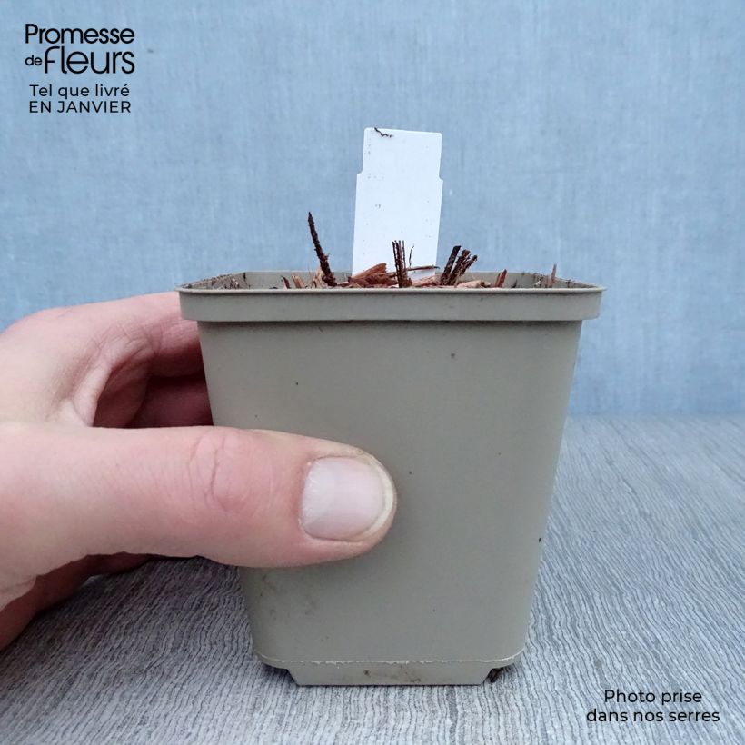 Astrantia maxima 8/9 cm pot sample as delivered in winter