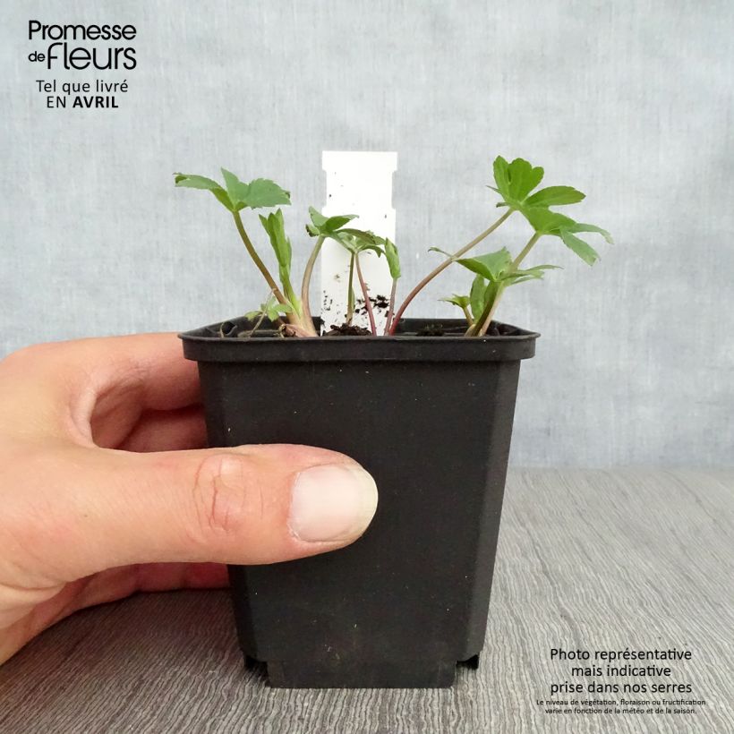 Astrantia major Venice - Masterwort 8/9 cm pot sample as delivered in spring