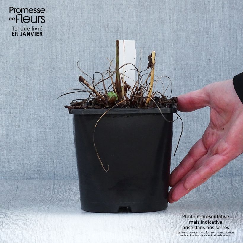 Astrantia major Cerise Button - Masterwort 2L/3L pot sample as delivered in winter