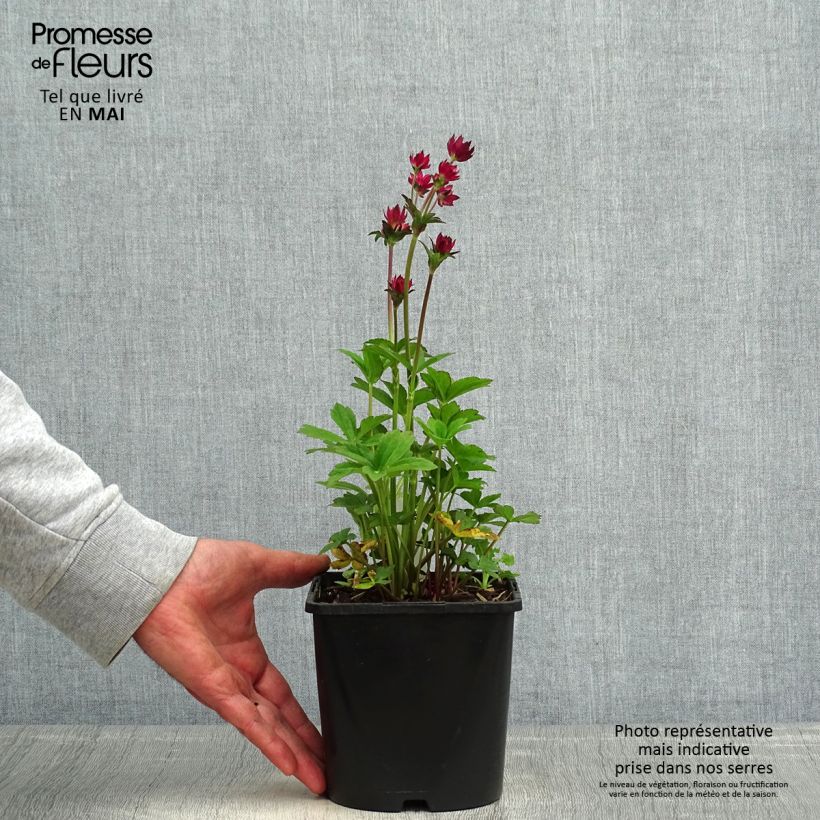Astrantia major Cerise Button - Masterwort 2L/3L pot sample as delivered in spring