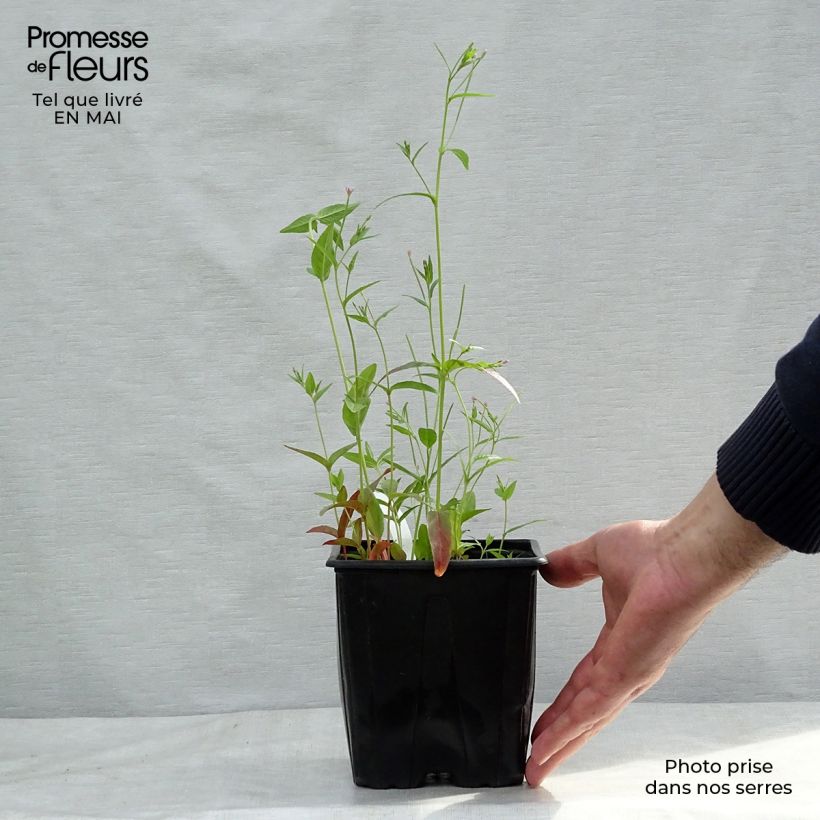 Astrantia major - Masterwort 2L/3L pot sample as delivered in spring